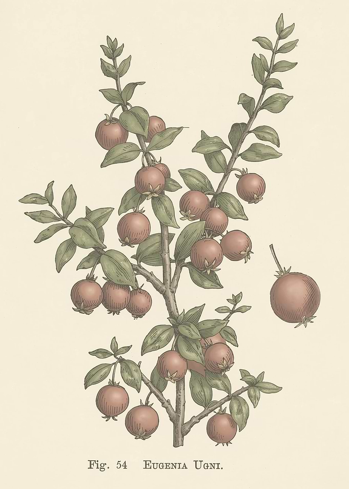 Vintage Botanical Illustration of Eugenia Ugni