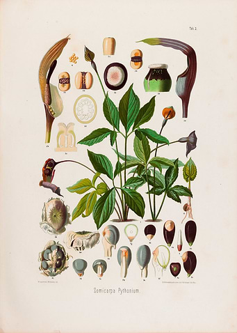 1879 Vintage Botanical Illustration of Arisaema Tropical Arum