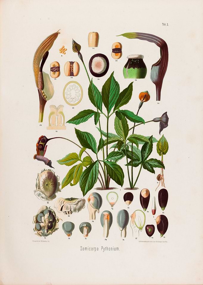 1879 Vintage Botanical Illustration of Arisaema Tropical Arum
