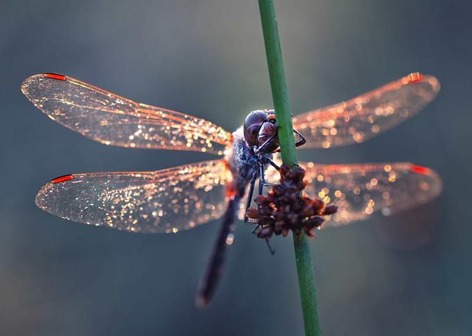 Dragonfly Resting on a Plant Stem