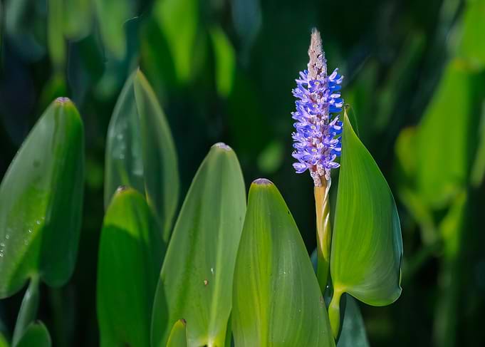 Pickerelweed Flower in Green Foliage