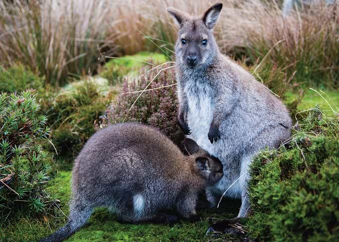 Mother Wallaby and Joey in Nature