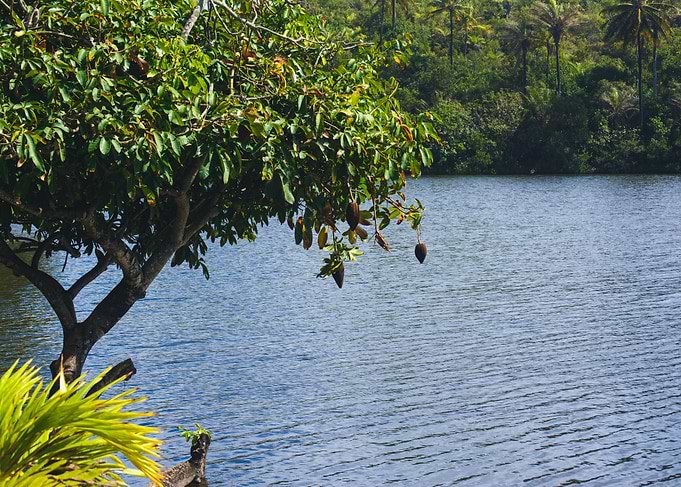 Cacao Tree by a Tropical Lake