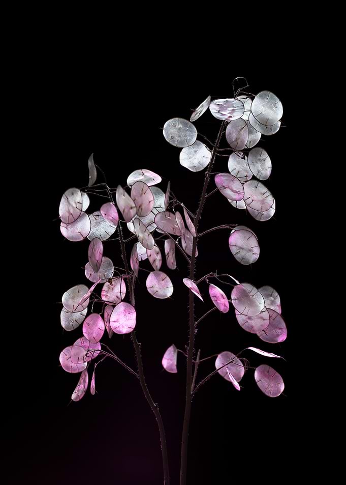 Translucent Lunaria Seed Pods