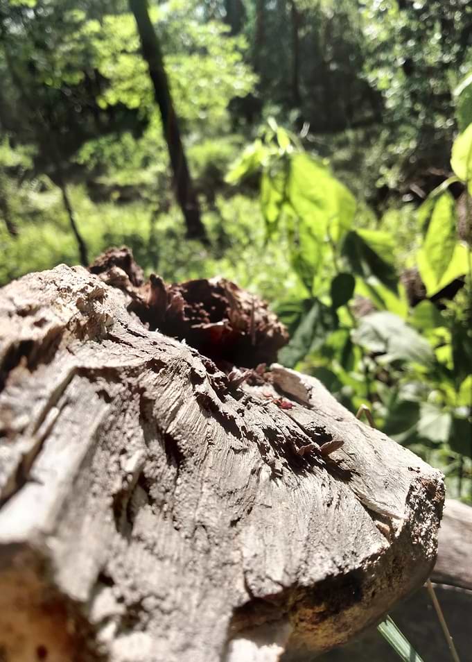 Weathered Wood