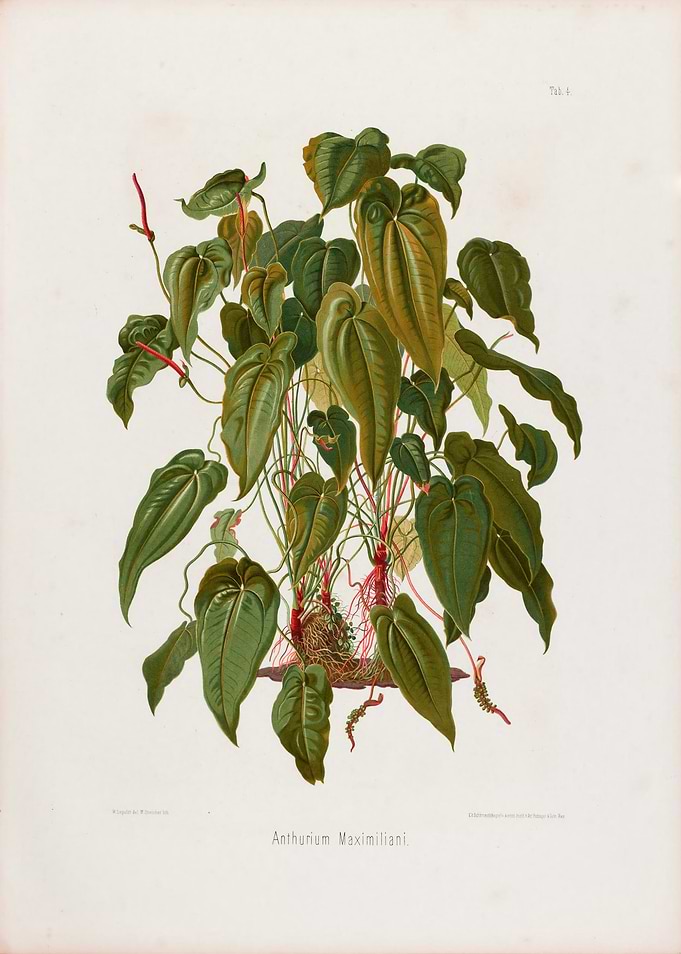 1879 Vintage Botanical Illustration of Tropical Plant Anthurium Maximiliani