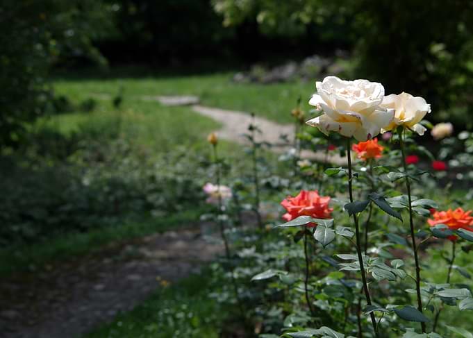 A Walk In The Garden