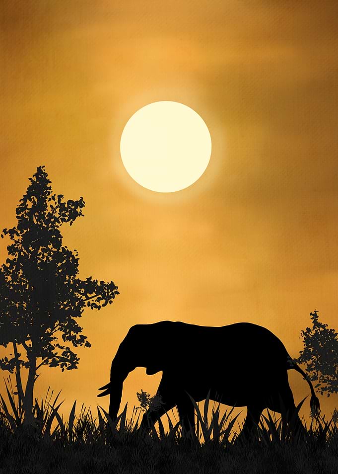 Elephant Silhouette at Sunset