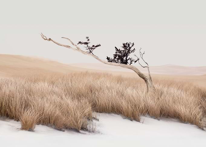 Solitary Tree in Snowy Grassland