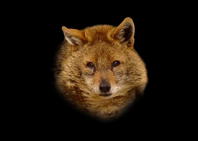 Golden Jackal Portrait