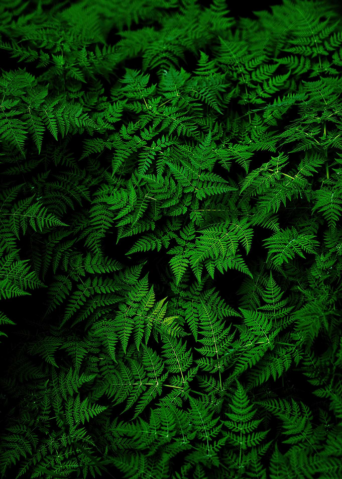 Lush Green Fern Leaves Pattern