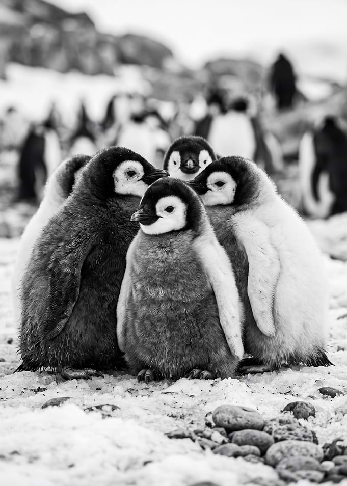 Group of Emperor Penguin Chicks