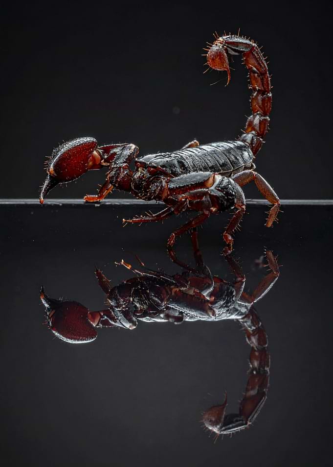 Dark Scorpion with Mirror Reflection