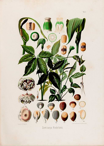 1879 Vintage Botanical Illustration of Zomicarpa Riedeliana Tropical Plant from Brazil