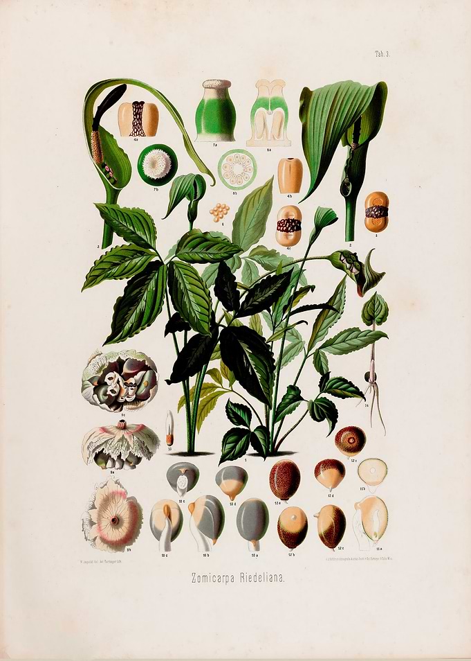 1879 Vintage Botanical Illustration of Zomicarpa Riedeliana Tropical Plant from Brazil
