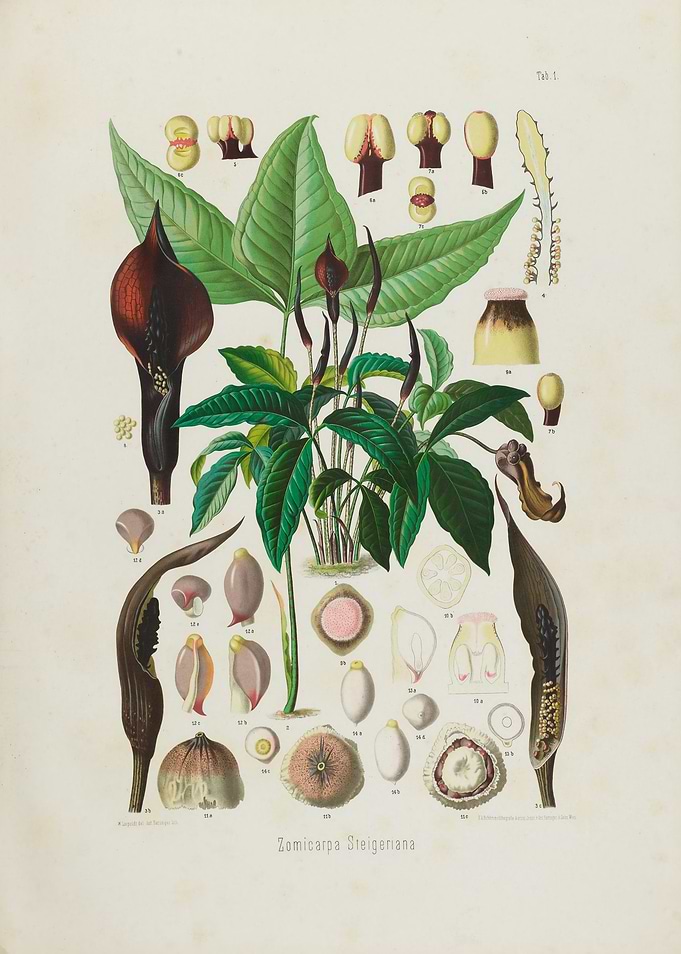 Vintage Botanical Illustration of Zomicarpa Steigeriana
