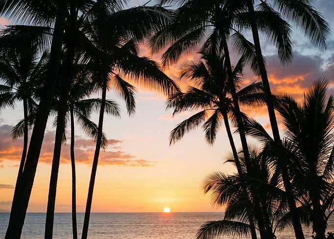 Tropical Sunset Through Palm Trees