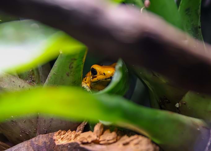 Yellow Poison Dart Frog in Foliage