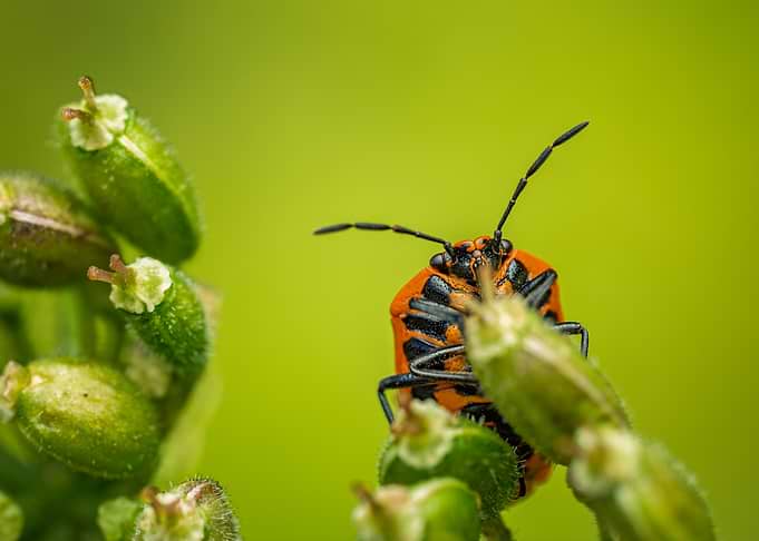Orange and Black Shield Bug