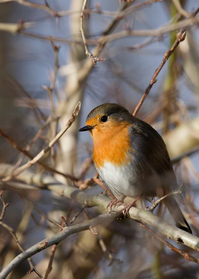European Robin Perched on Branch