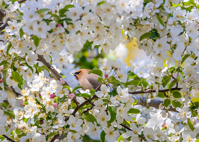 Perusing the Petals