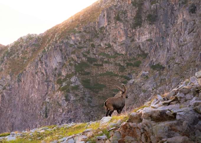 Alpine Ibex on Rocky Mountain Slope