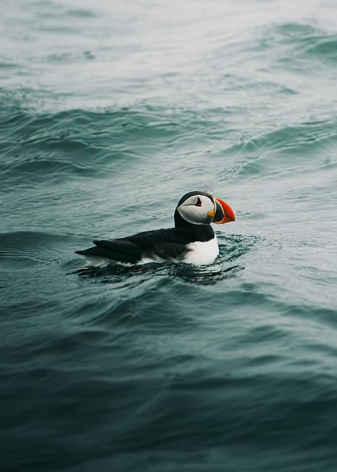 Atlantic Puffin Swimming in Ocean
