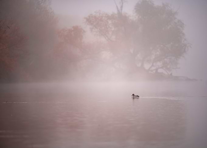 Lone Duck on Misty River