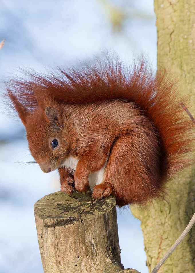 Red Squirrel Perched on Tree Stump