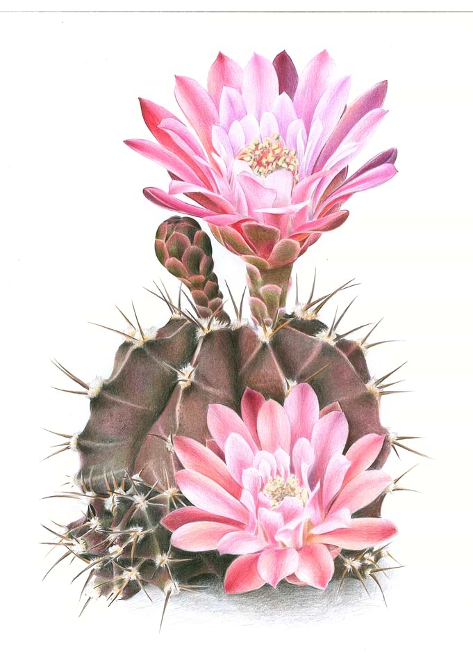 Botanical Illustration of Blooming Cactus Gymnocalycium