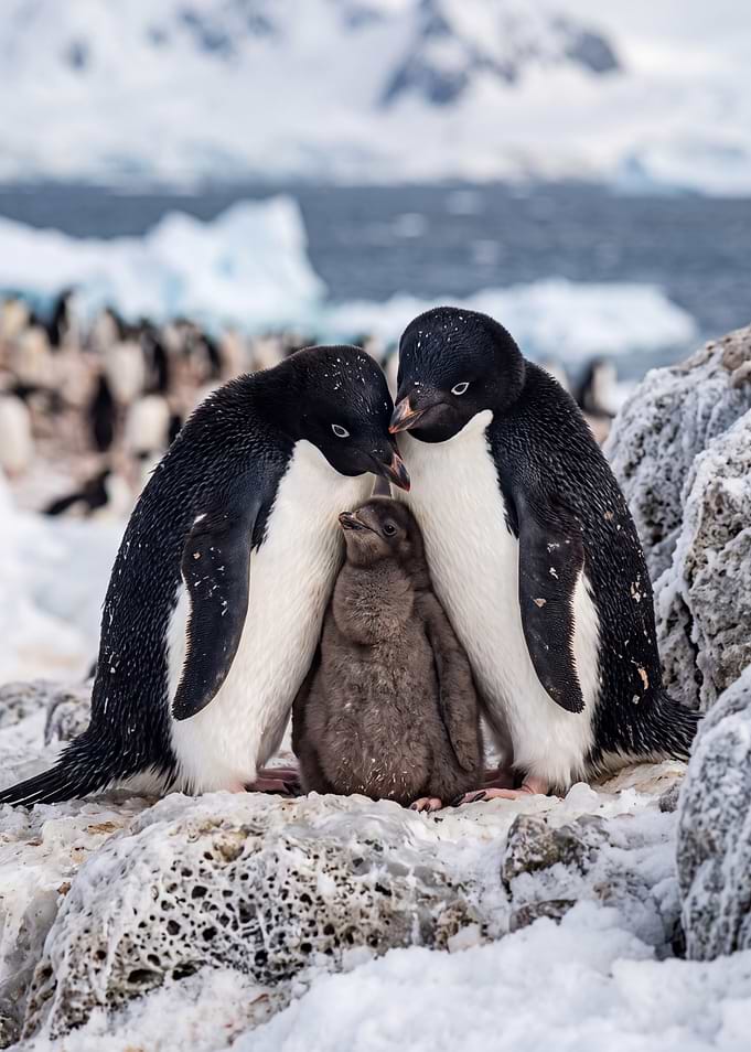Adelie Penguin Family in Antarctica