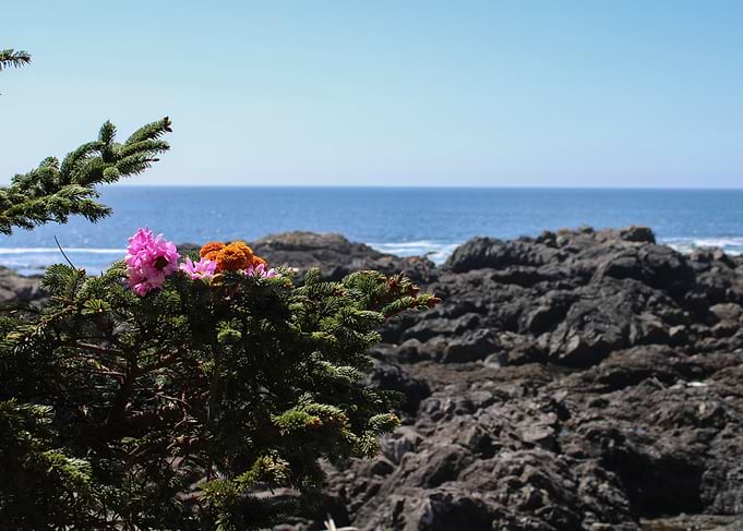 Flowers on a Rocky Coastal Shore
