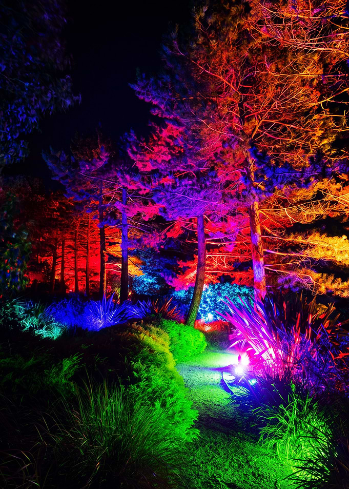 Vibrant Neon Illuminated Forest Path