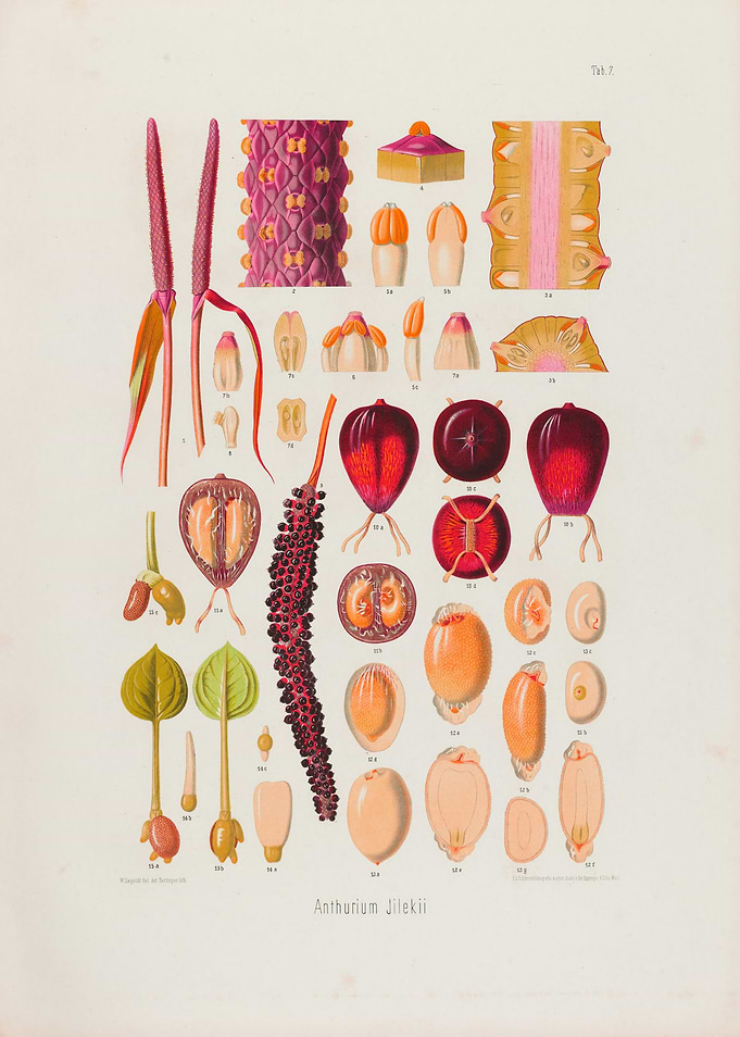 1879 Botanical Illustration of Tropical Plant Anthurium Jilekii