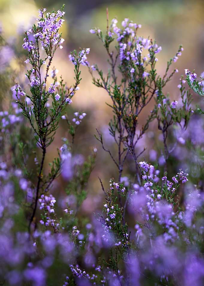 Close-up of Blooming Purple Heather