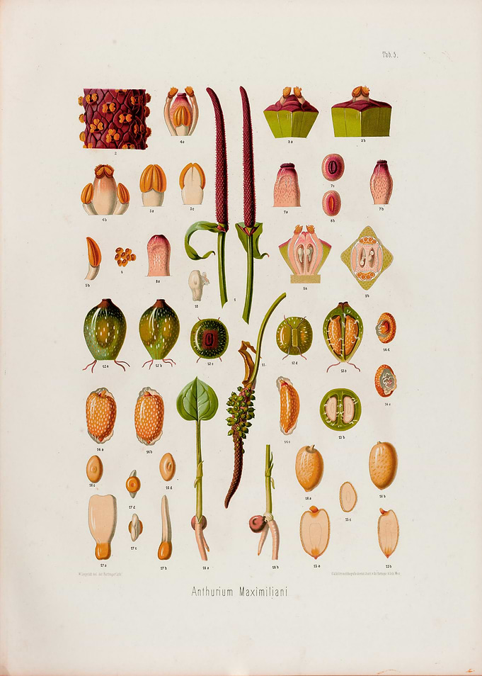 1879 Botanical Illustration of Tropical Plan Anthurium Maximiliani