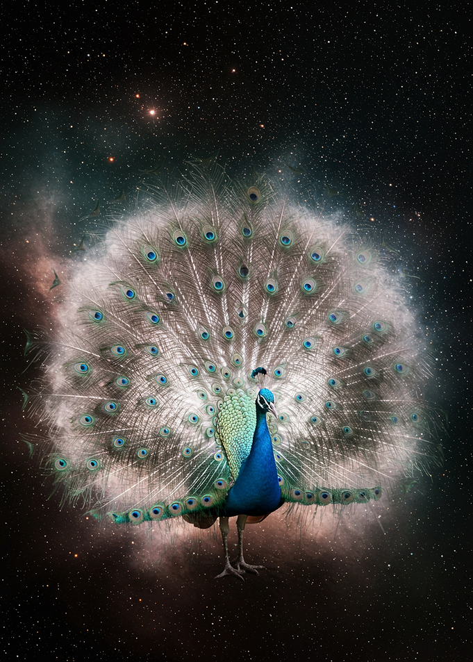 Peacock with Cosmic Nebula Tail