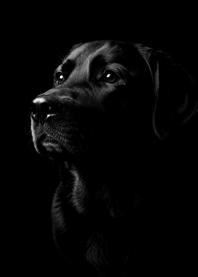 Portrait of a Black Labrador Retriever