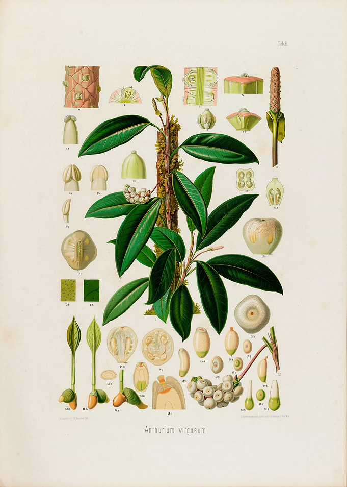 1879 Botanical Illustration of Tropical Plant Anthurium Virgusum