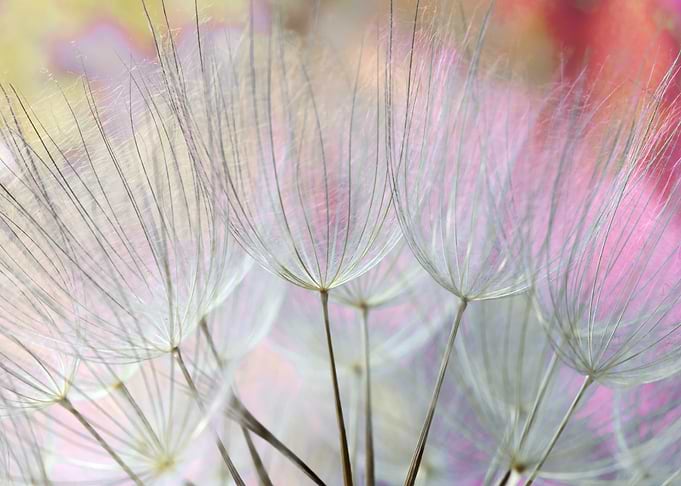 Macro Close-up of Dandelion Seeds