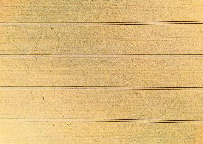 Aerial View of Wheat Field