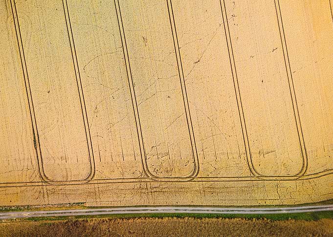 Aerial View of Golden Wheat Field