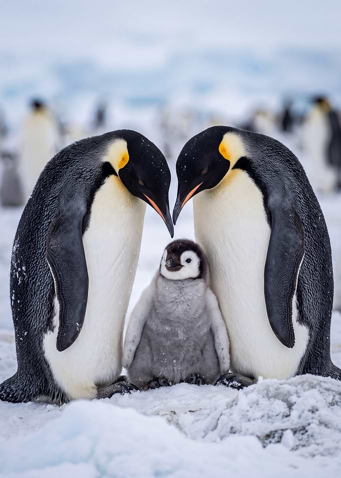 Emperor Penguin Family in Antarctica