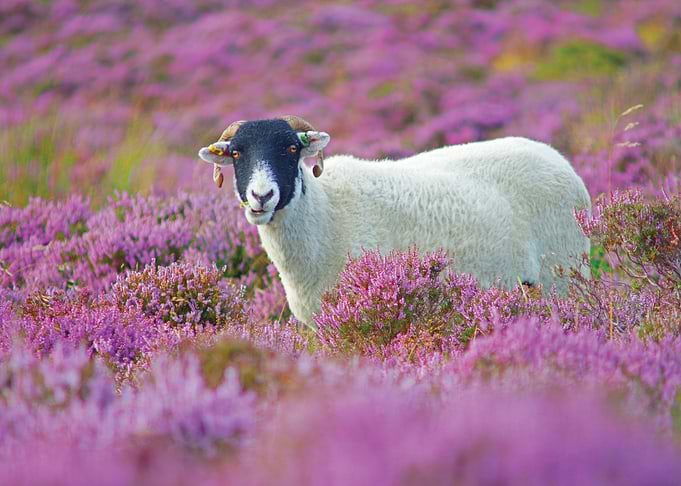 Sheep in a field of heather