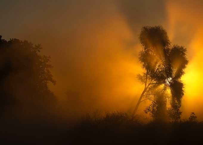 Golden Sunrise Through Misty Trees