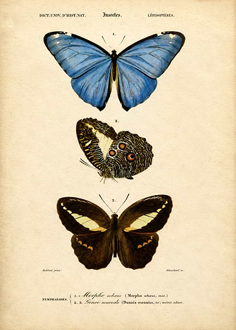 Vintage Butterfly Scientific Illustration