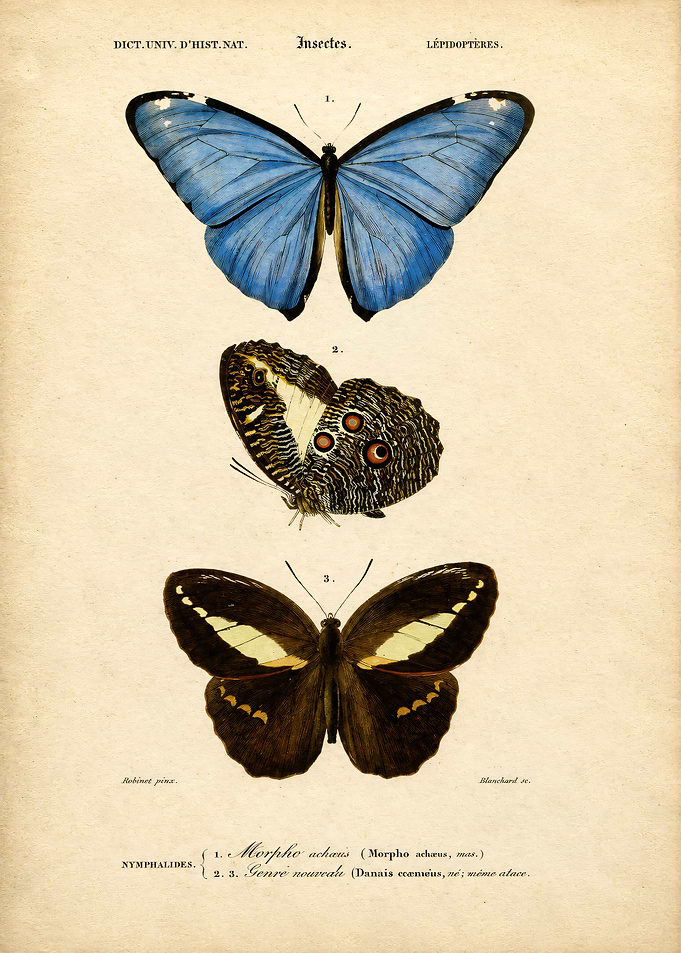 Vintage Butterfly Scientific Illustration