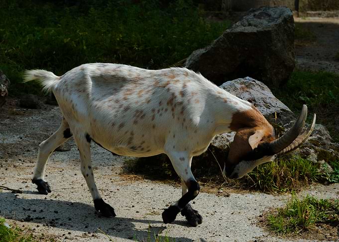 Spotted Goat Walking Outdoors