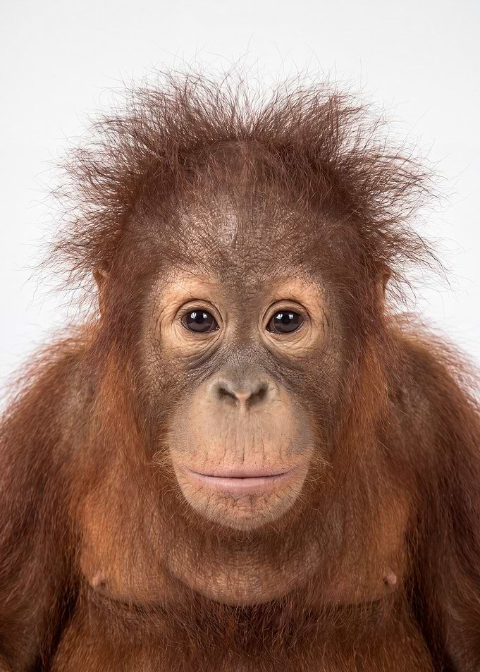 Portrait of a Young Orangutan
