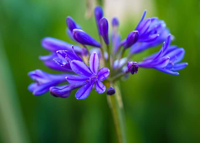 Vibrant Blue Agapanthus Flower Cluster